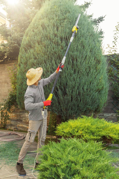 Best Arborist Consultation Services  in Orion, IL